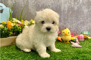 Ricardo - Maltese for sale