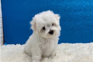Astro - Maltese for sale