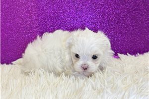 Annabelle - Maltese for sale