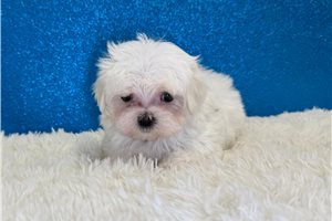 Maxwell - Maltese for sale