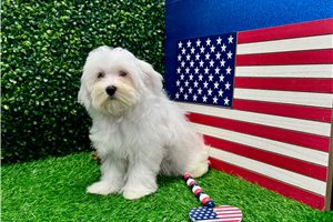 Kenneth - Maltese for sale