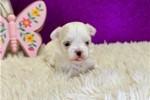 Pearl - puppy for sale