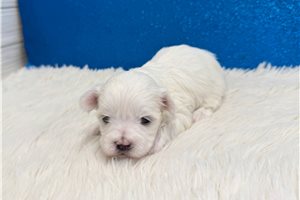 Astro - puppy for sale