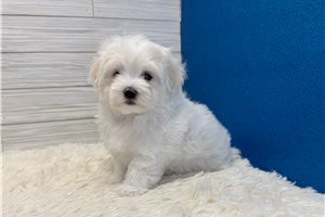 Archer - Maltese for sale