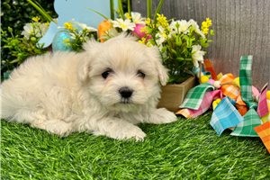 Ramona - puppy for sale