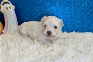 Ethan - puppy for sale