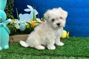 Rhodes - Maltese for sale