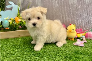 Rhianna - Maltese for sale