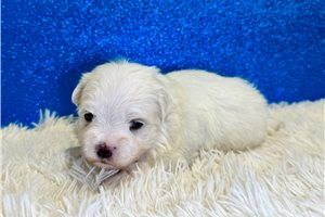 Maximus - Maltese for sale