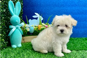 Ricardo - Maltese for sale