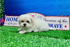 Miriam - Maltese for sale