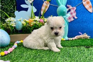 Sonya - Maltese for sale