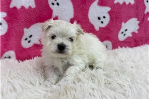 Leona - Maltese for sale