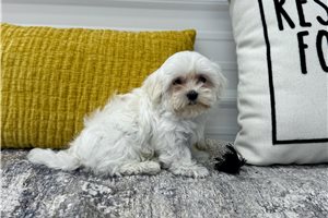 Mack - Maltese for sale