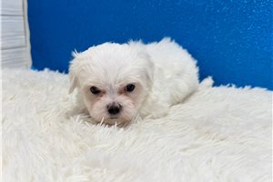 Maxwell - Maltese for sale