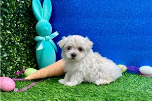 Mabel - puppy for sale