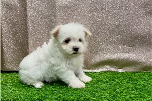 Mira - Maltese for sale