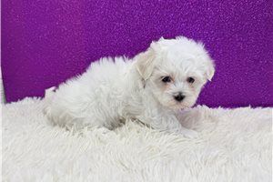 Pixie - Maltese for sale