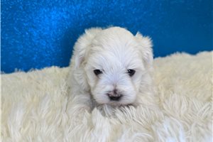 Astro - Maltese for sale