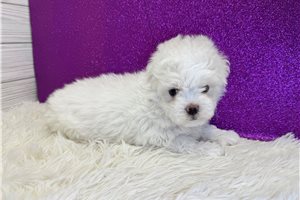 Anise - Maltese for sale
