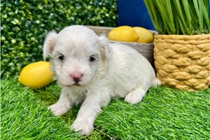 Kaleb - Maltese for sale