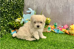 Rena - puppy for sale