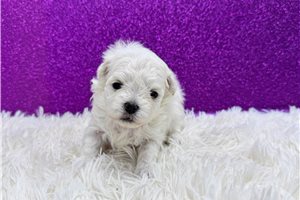 Angie - Maltese for sale