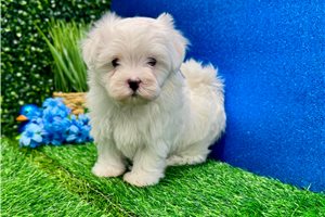 Kole - Maltese for sale