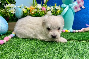 Stella - Maltese for sale