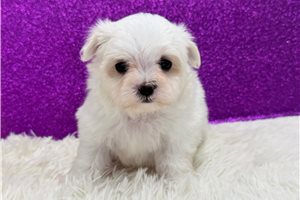 Megan - Maltese for sale