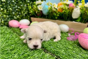Selene - Maltese for sale