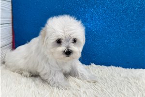 Aston - Maltese for sale