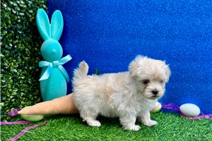 MacGregor - puppy for sale