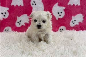Leisel - Maltese for sale