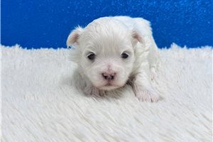 Ashe - Maltese for sale