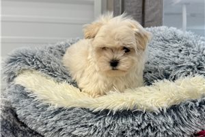 MacGregor - Maltese for sale