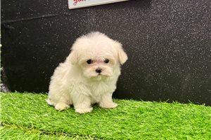 Ericson - Maltese for sale