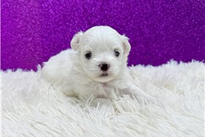Anika - Maltese for sale