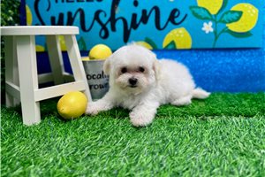 Miriam - Maltese for sale