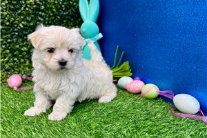 Madden - puppy for sale