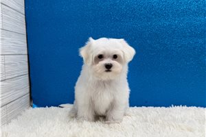 Morton - Maltese for sale