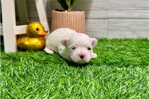 Ellie - puppy for sale