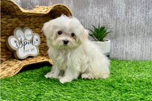 Cleo - Maltese for sale