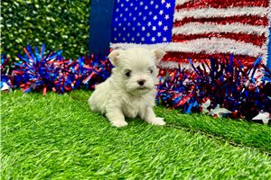 Eddie - Maltese for sale