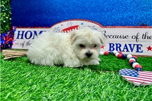 Novella - Maltese for sale