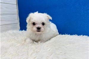 Mayhew - Maltese for sale