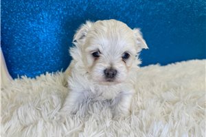 Ervin - puppy for sale