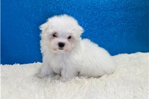Maximus - Maltese for sale