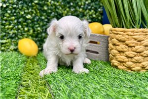 Kenneth - Maltese for sale