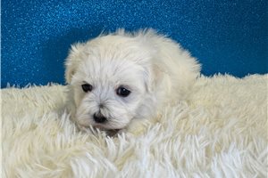 Aston - Maltese for sale